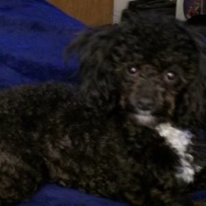 Meet your Posher, Kelli